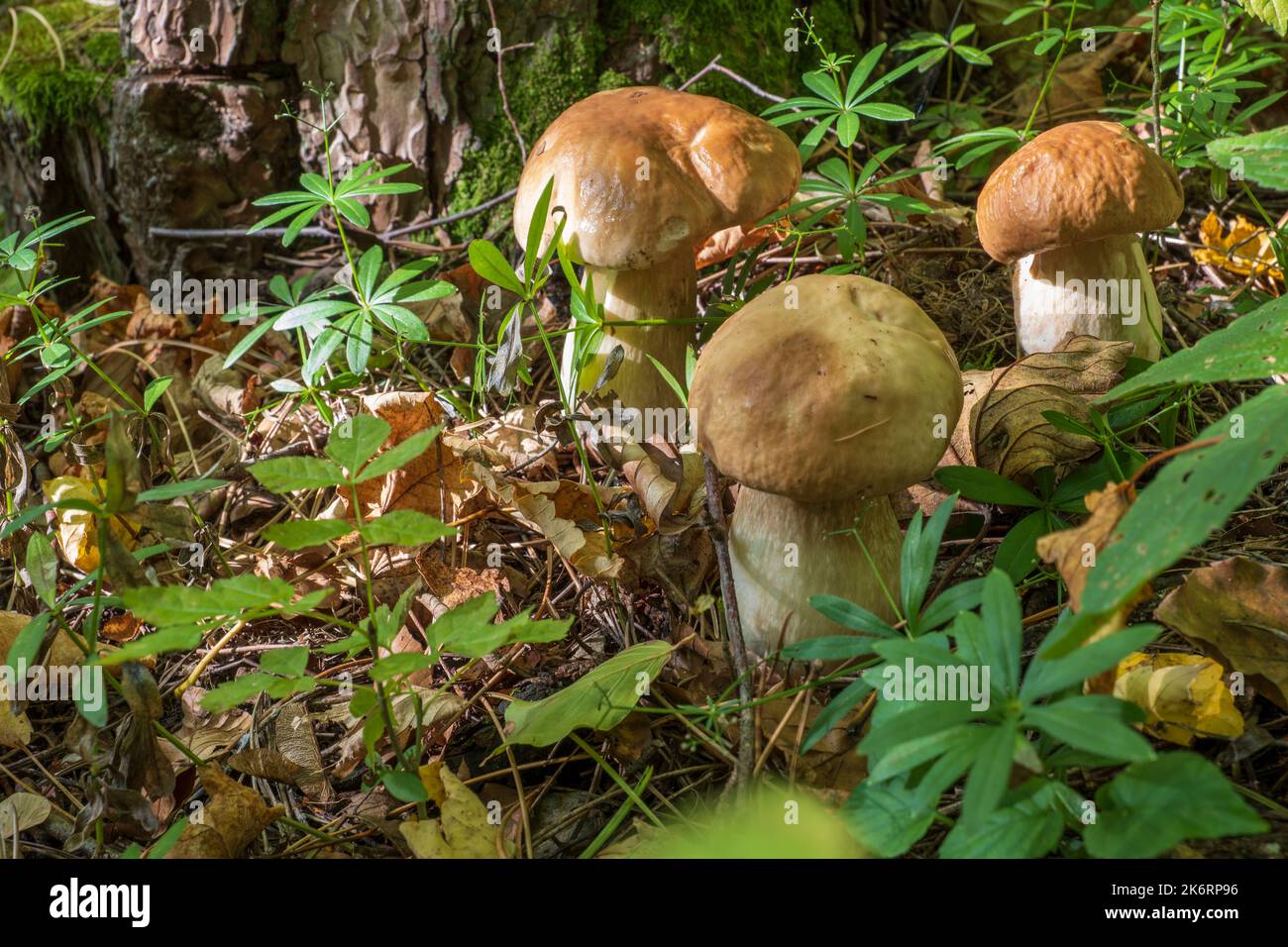 three yellow boletus mushrooms in the forest Stock Photo