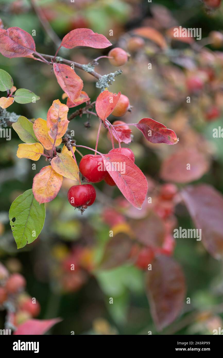 Branch of a crabapple tree with small, red apples and autumn leaves Stock Photo
