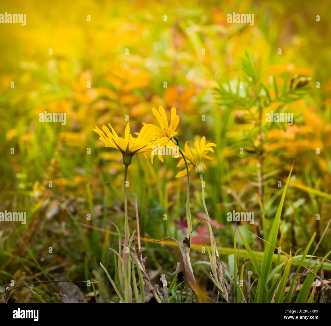 Yellow flowers bloom in autumn field Stock Photo