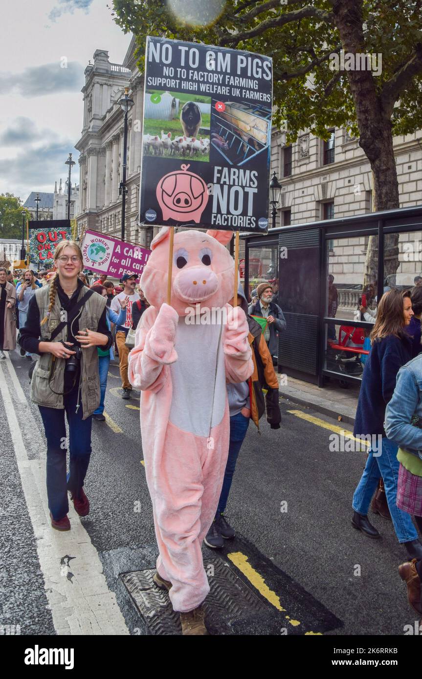 Pigs Protesting Gm pigs hi-res stock photography and images - Alamy