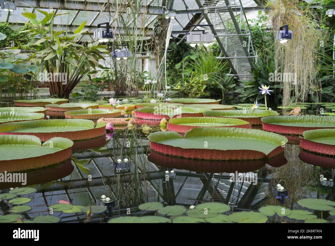 Plants on the Tropical Route in greenhouses of Peter the Great Botanical Garden in St. Petersburg, Russia Stock Photo