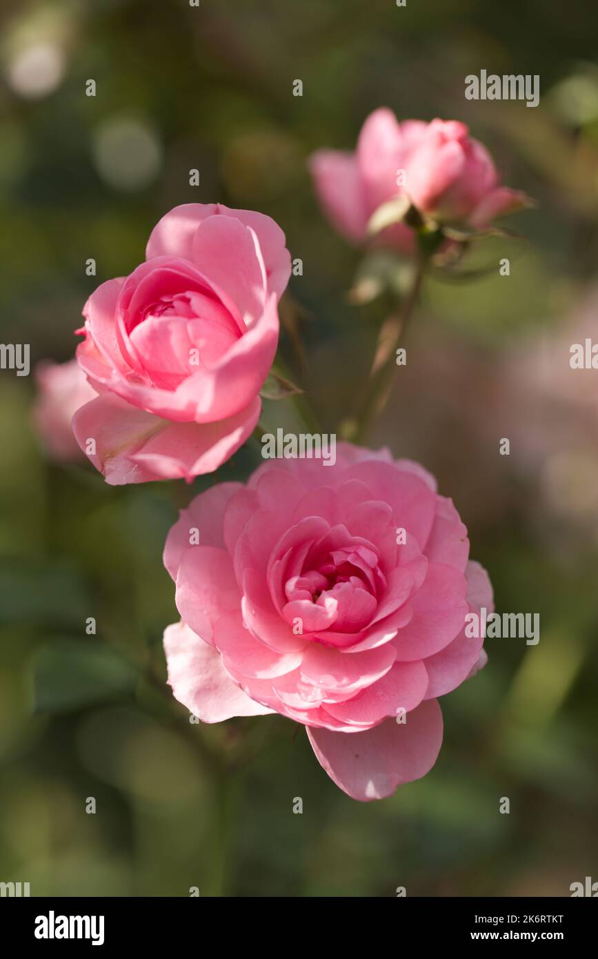 Rose flowers in a garden Stock Photo