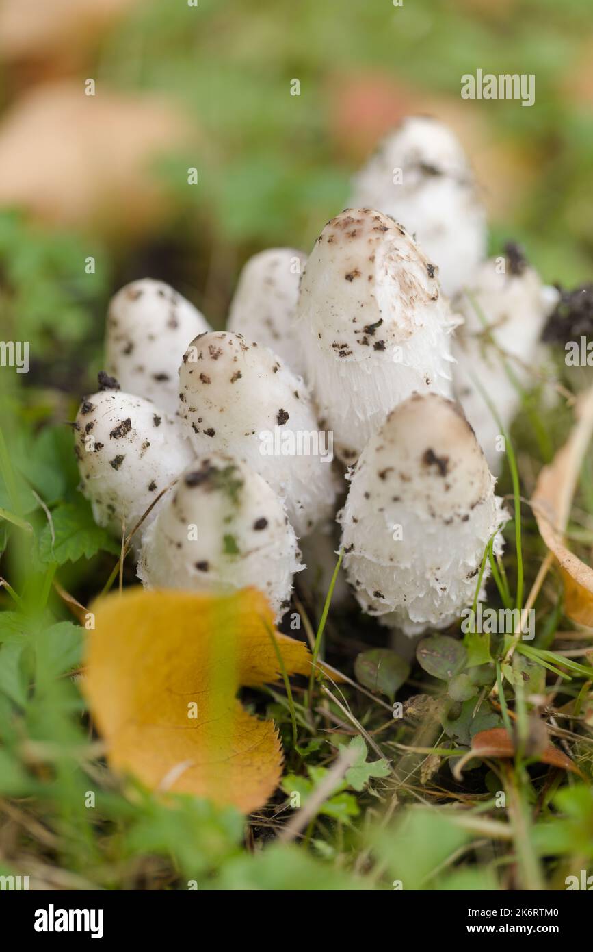 Young Coprinus comatus, the shaggy ink cap mushroom in a garden Stock Photo
