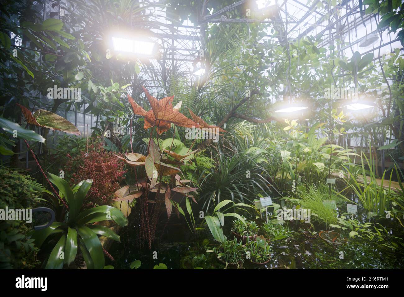 Plants on the Tropical Route in greenhouses of Peter the Great Botanical Garden in St. Petersburg, Russia Stock Photo