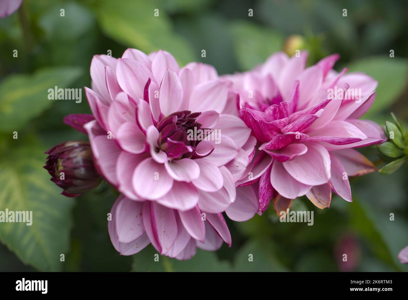 Dahlia flowers in a garden Stock Photo