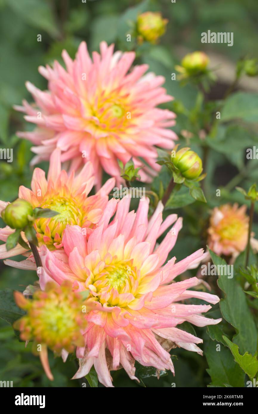 Dahlia flowers in a garden Stock Photo