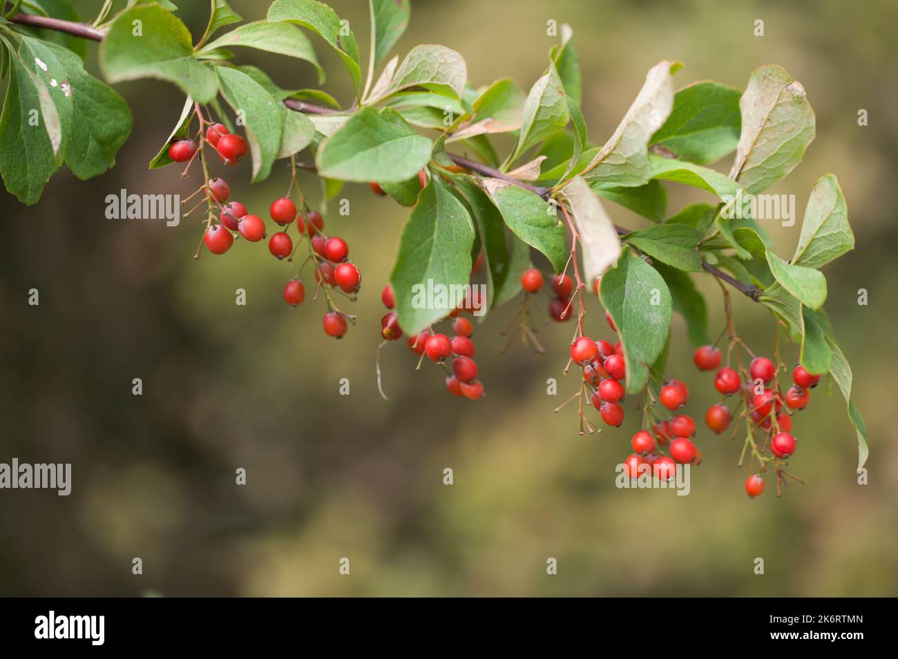 Branch of Korean barberry with red berries in a garden Stock Photo