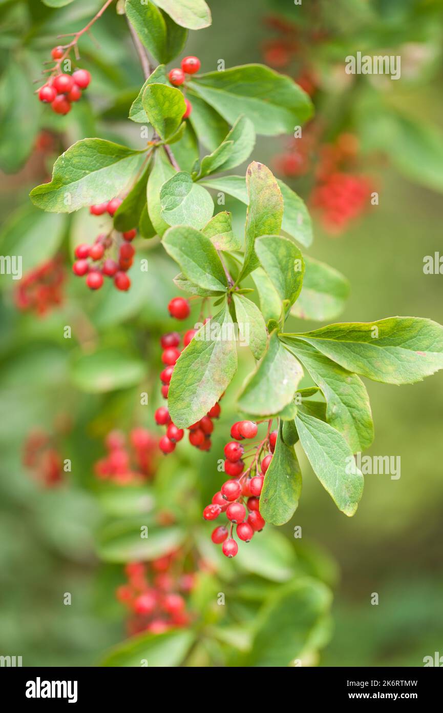Branch of Korean barberry with red berries in a garden Stock Photo