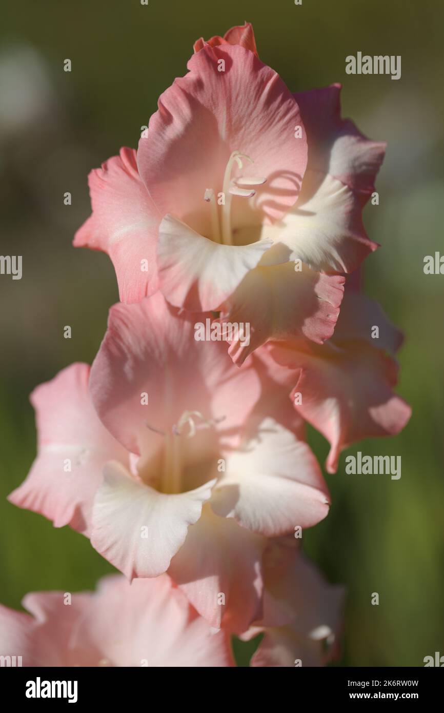 Gladiolus flowers in a garden. Close-up view Stock Photo