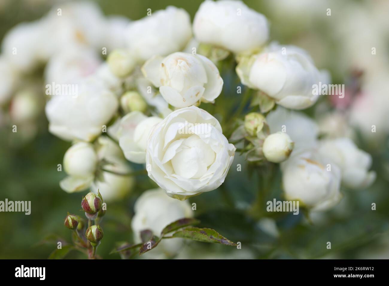 White rose flowers in a garden Stock Photo