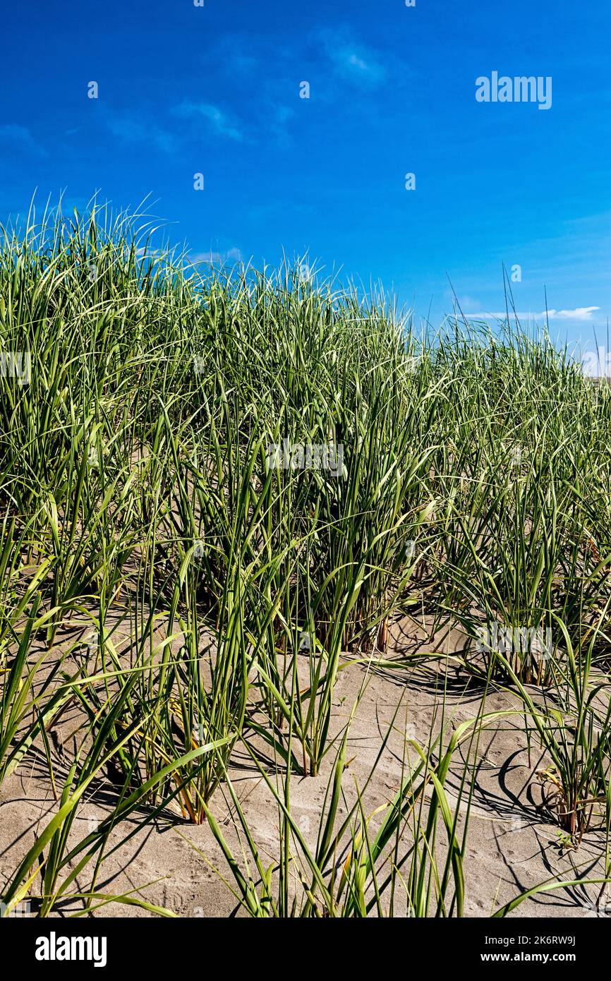 Green sea grass grows out of a sand dune below a bright blue sky at