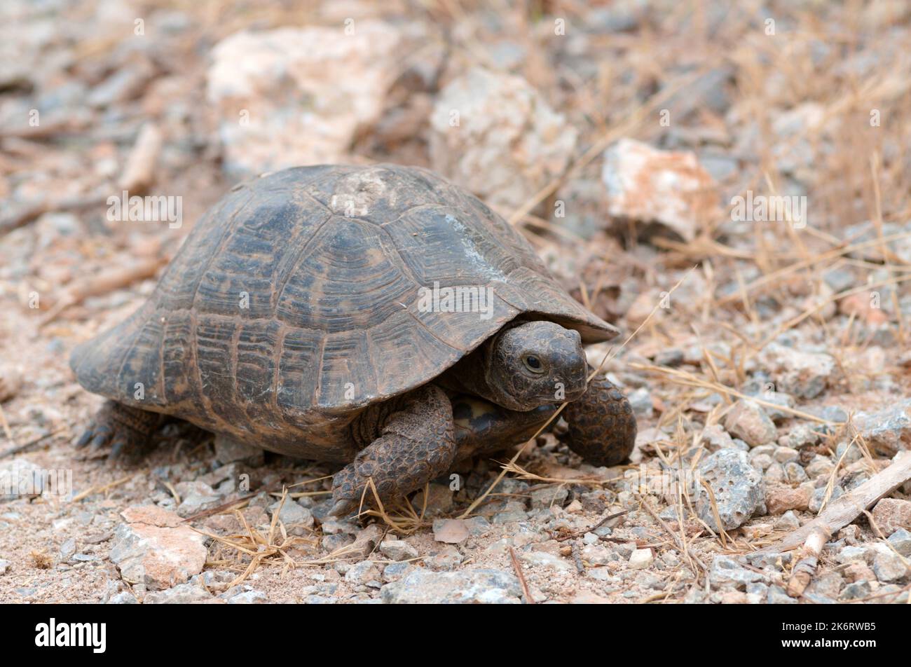 Tortoise on a mountain road Stock Photo
