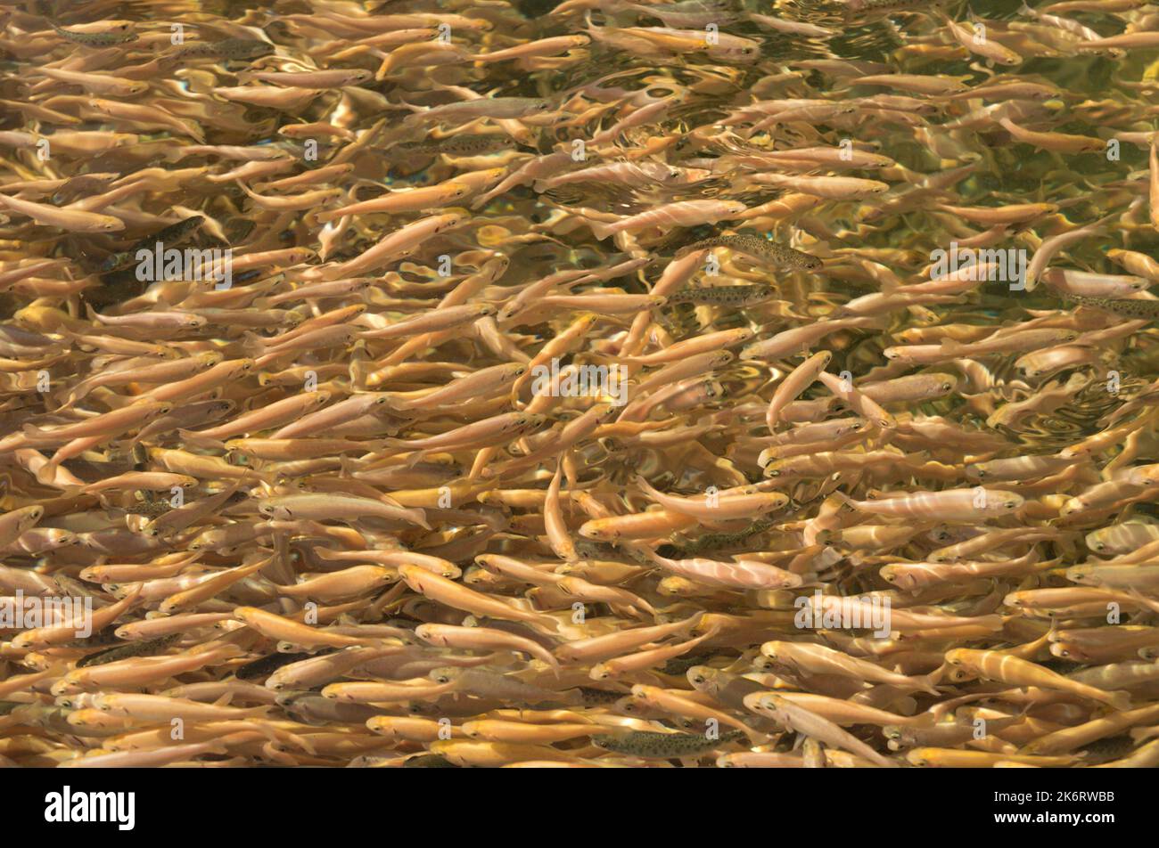 Trouts in a pond of a trout farm Stock Photo