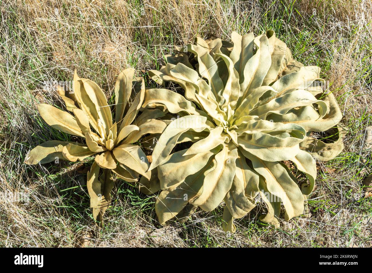 Stemless rosette of leaves of Verbascum thapsus, a species of mullein