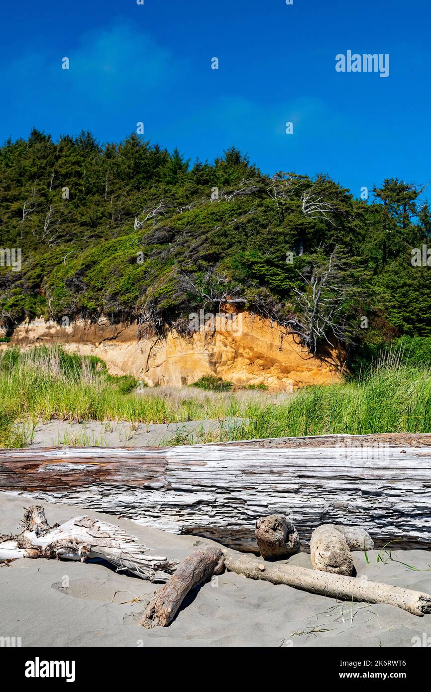 Windswept trees on a cliff above a sandy beach with driftwood at