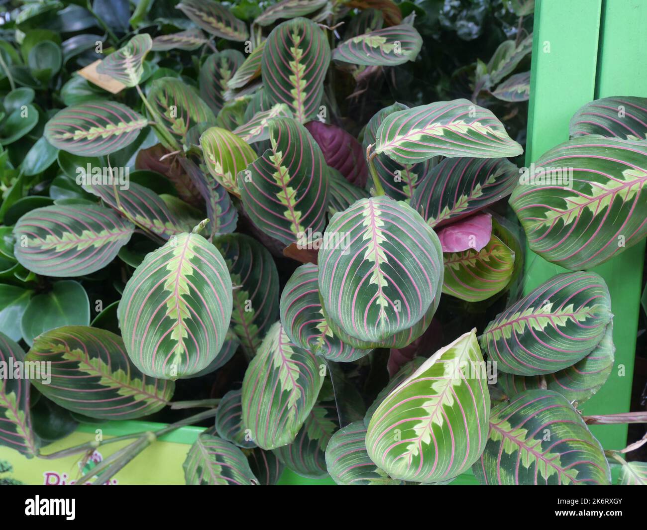 Modern, trendy home plants in a plant nursery with other plants in the background. Maranta fascinator plants in a plant nursery Stock Photo