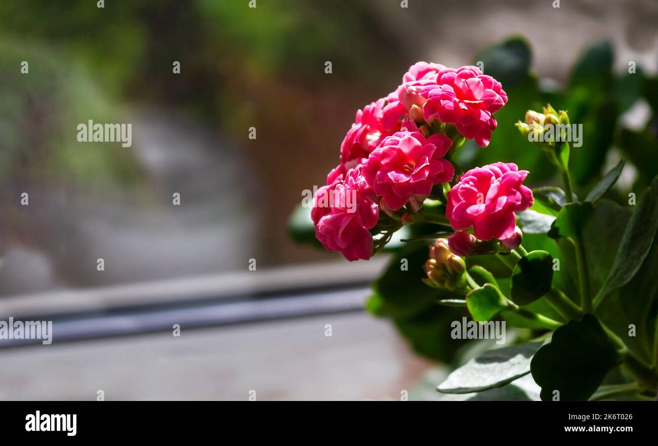 Kalanchoe Blossfeld, a flowering Kalanchoe plant with numerous pink