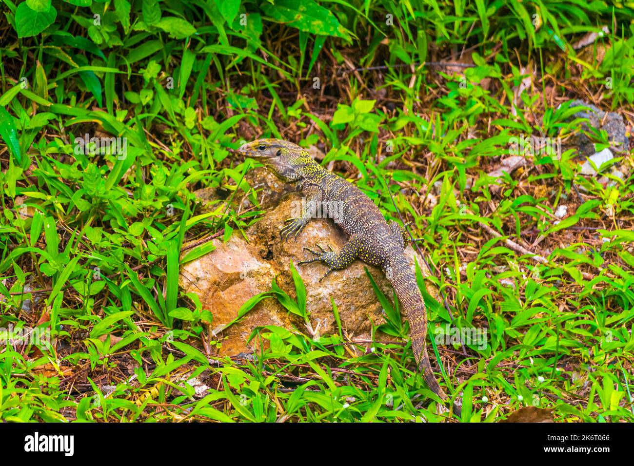 Lizards geckos iguanas reptiles in thai nature on stone rock and branch