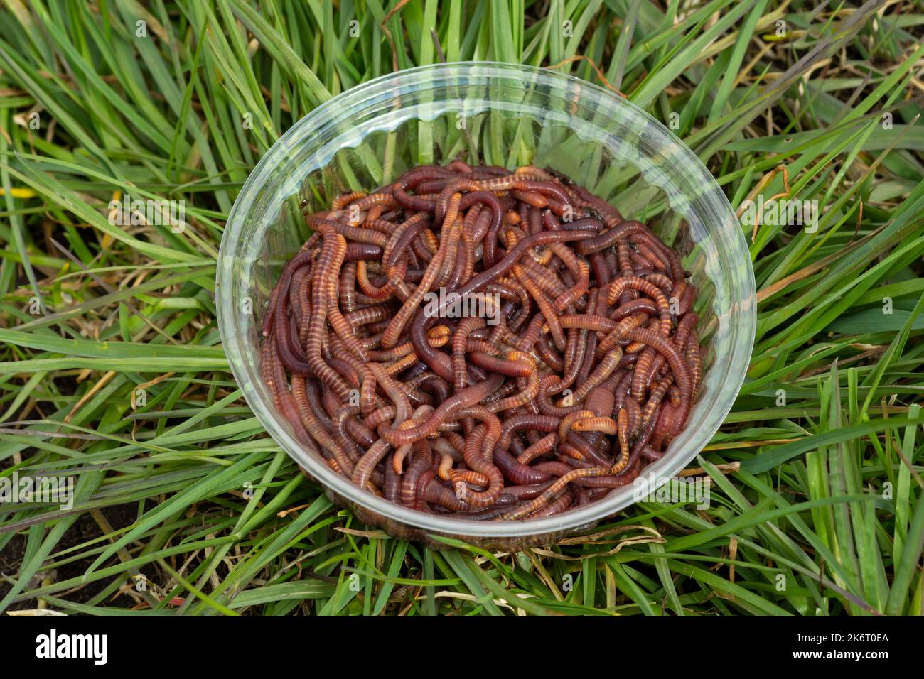 Worms in a jar on green grass, fishing bait and compost worms in a