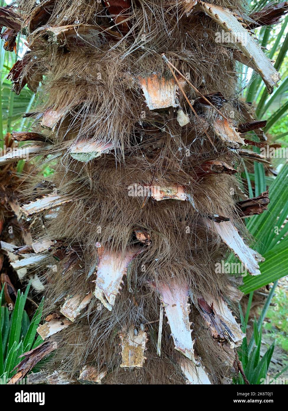 Close up of the tree trunk of the tropical Trachycarpus fortune covered in fibrous roots and cutting points. Stock Photo