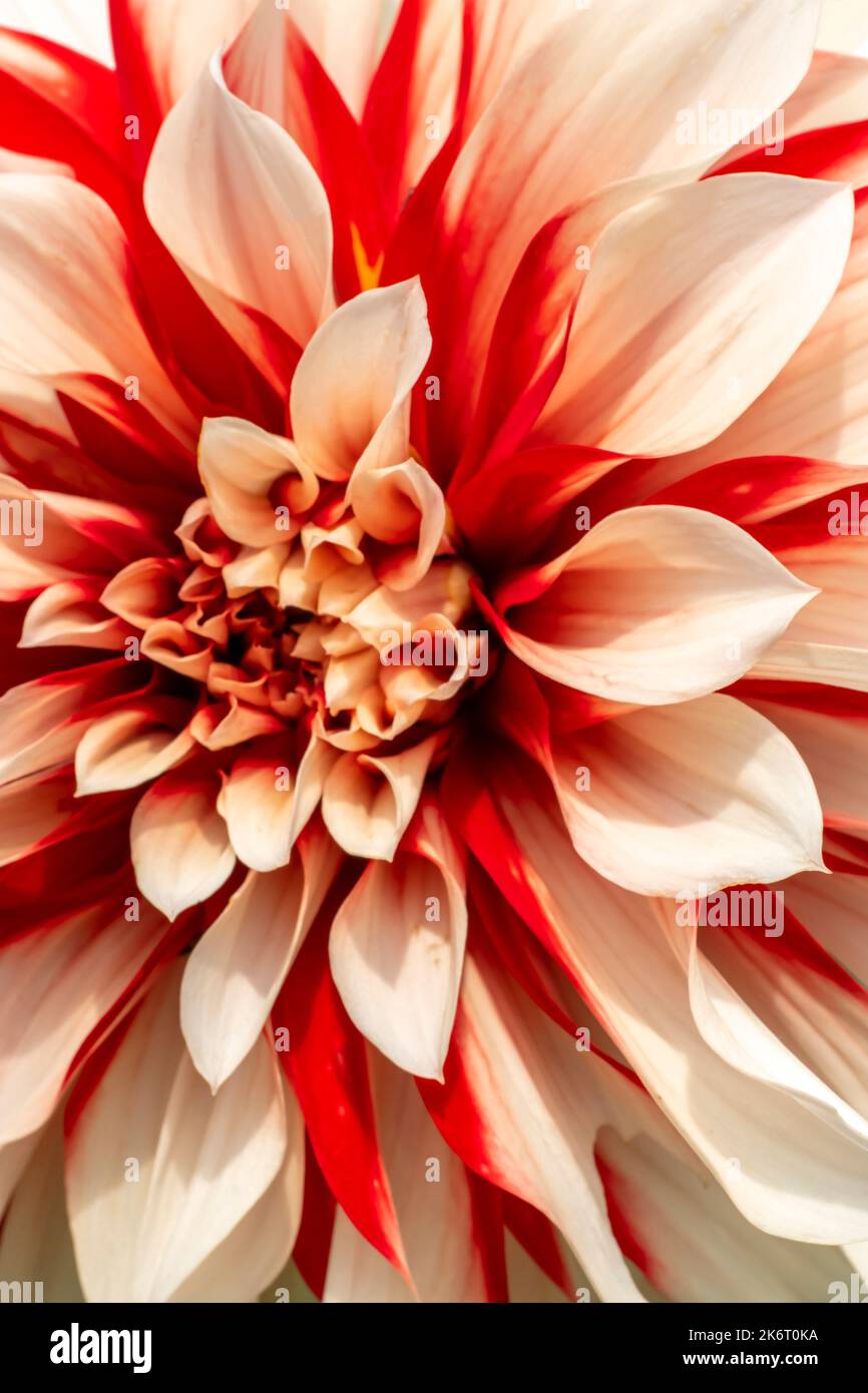 Beautiful red and white floral background of petals Stock Photo