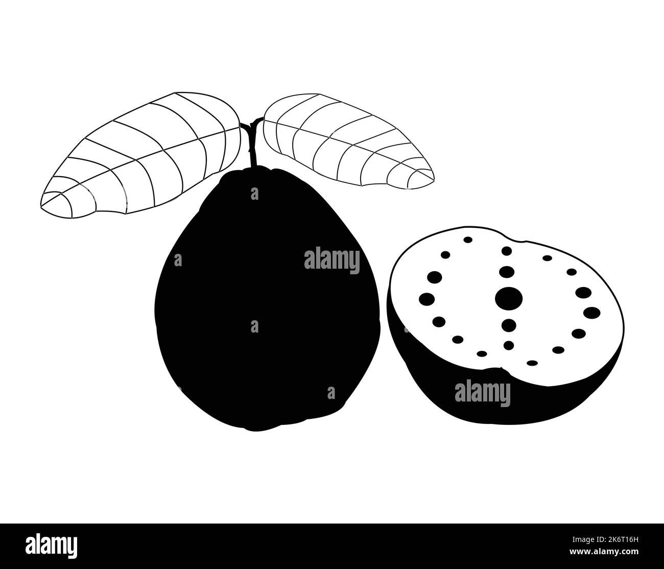 Black and white guava vector design.Best graphic resources illustration. vector graphic design for icons and symbols and logo designing and stationery Stock Vector
