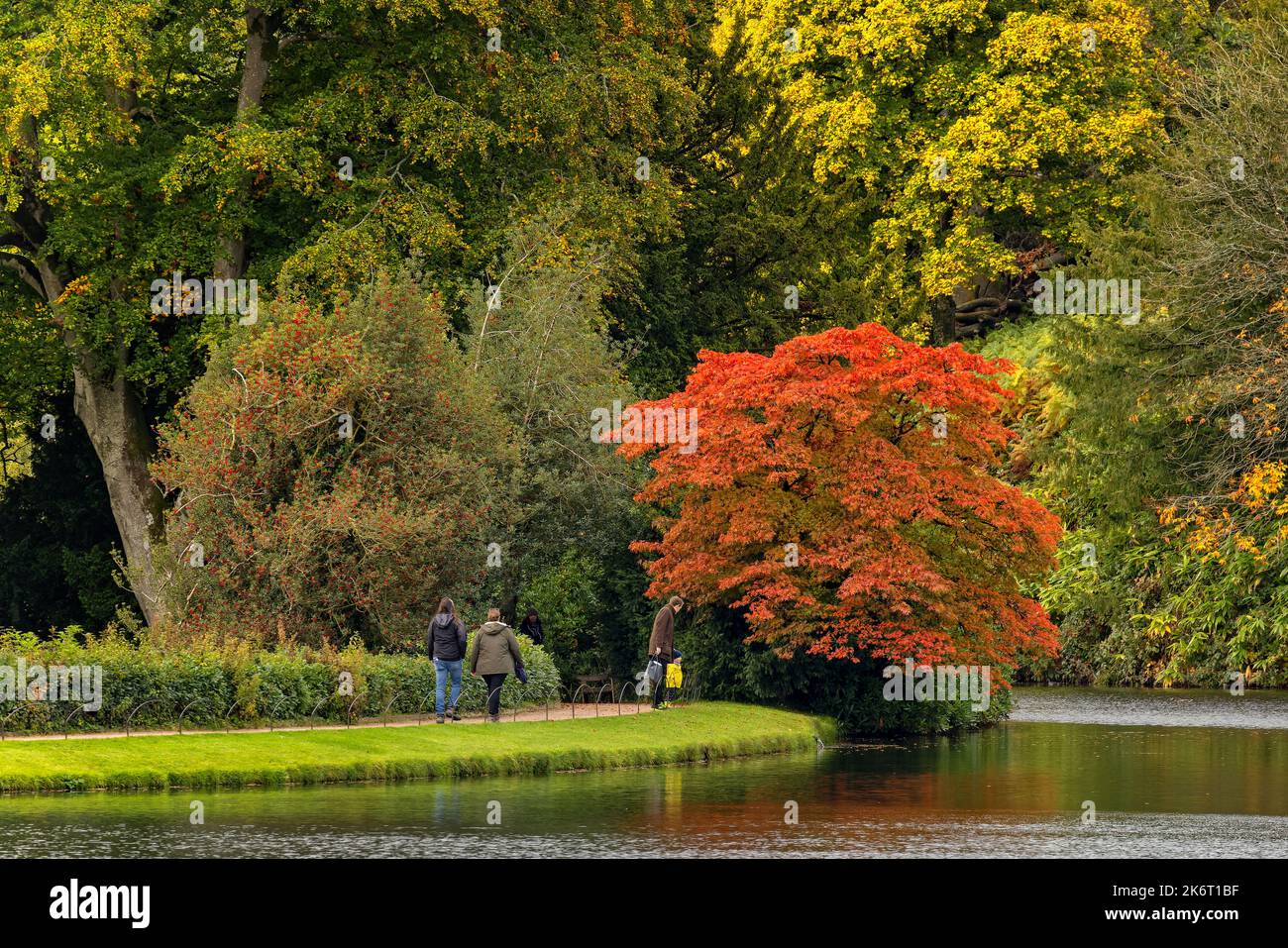Acer tree in full autumn foliage in Stourhead, Wiltshire, UK on 15 October 2022 Stock Photo
