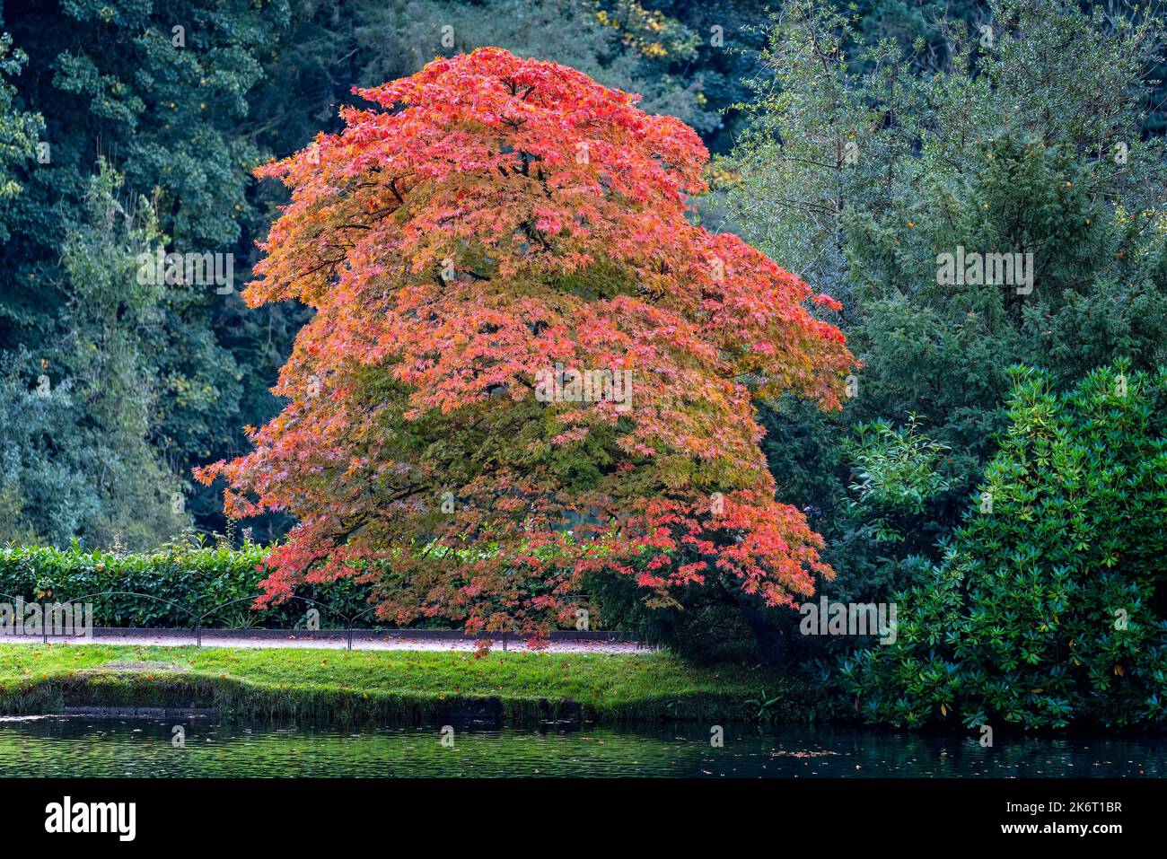 Vibrant red, gold, orange and yellow Acer Tree in full autumn foliage colours, Stock Photo