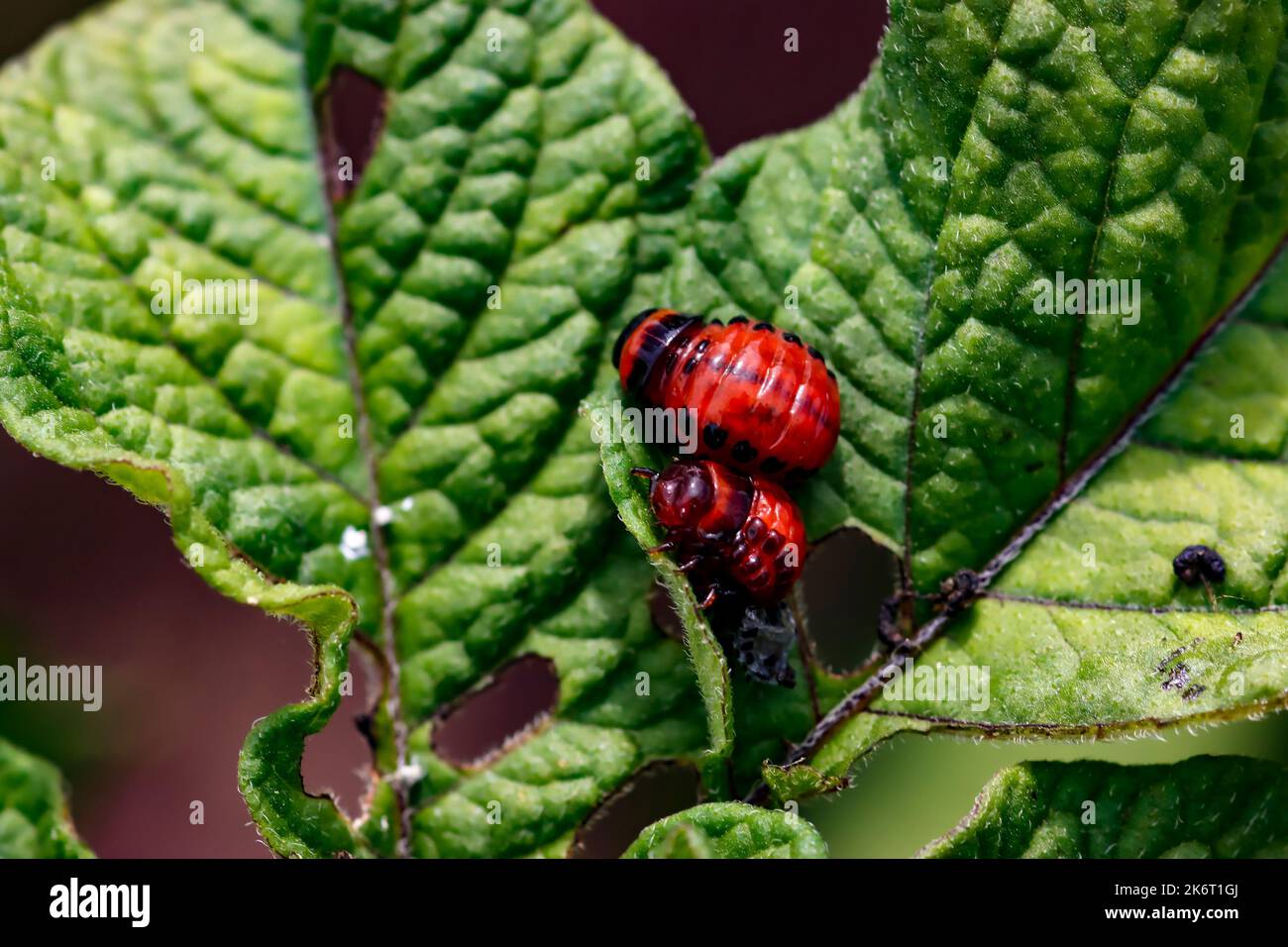 Colloidal beetle pest close up on potato leaf. Stock Photo