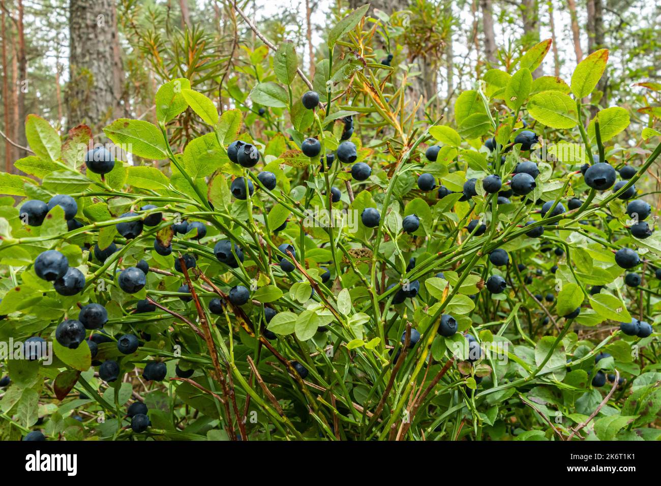A bush of blueberries in the woods close up. Natural antioxidant