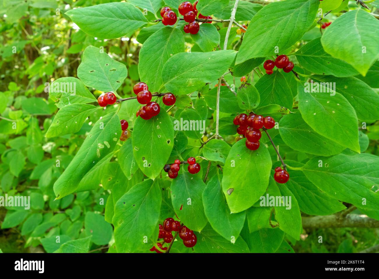 Lonicera xylosteum close-up - a poisonous wild plant with dangerous fruits Stock Photo