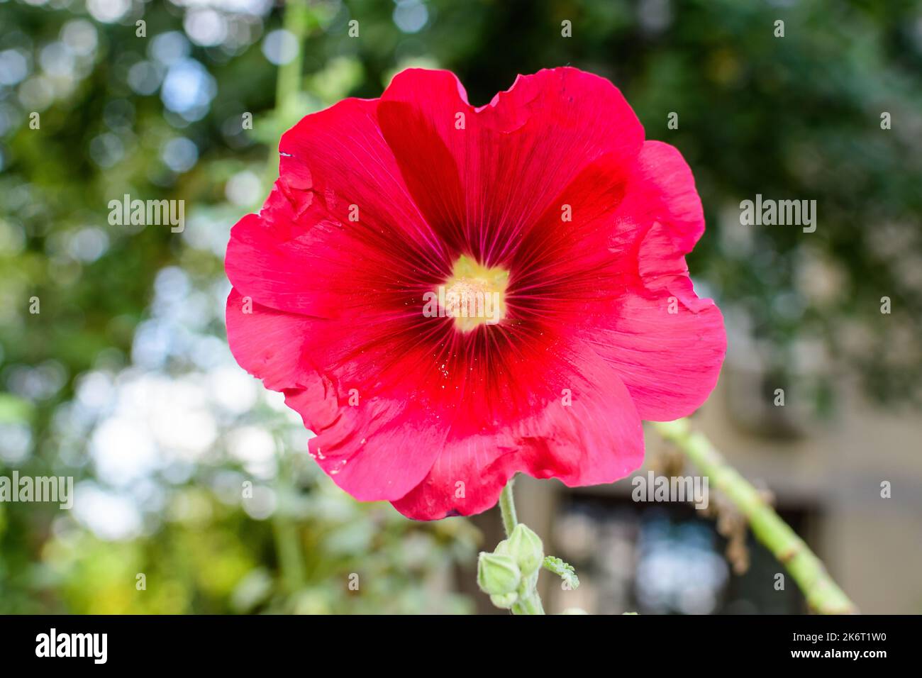 One delicate red flower of Althaea officinalis plant, commonly known as marsh-mallow in a British cottage style garden in a sunny summer day, beautifu Stock Photo