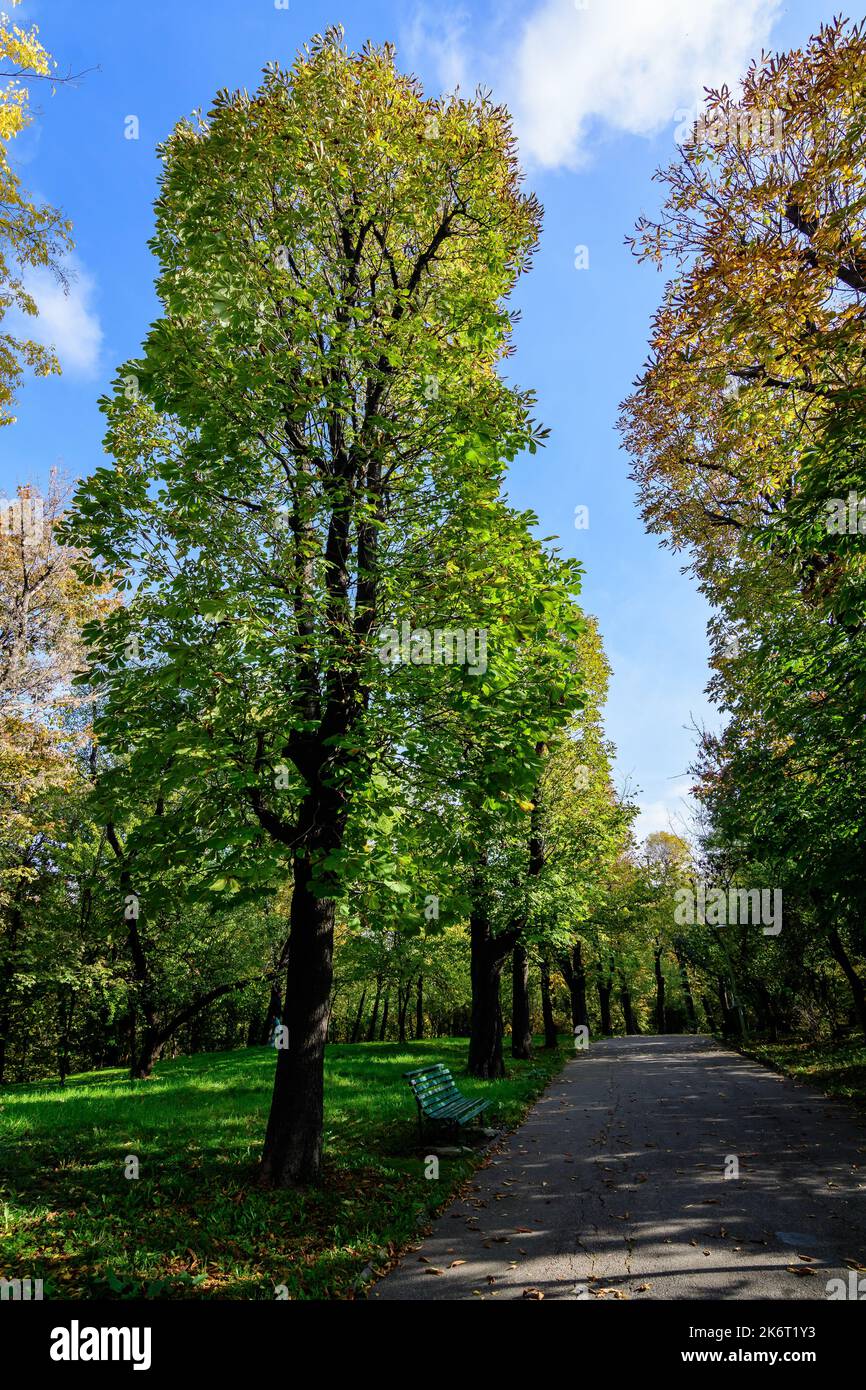 Landscape with the alley surrounded by green and yellow old large chestnut trees and grass in a sunny autumn day in Parcul Carol (Carol Park) in Bucha Stock Photo