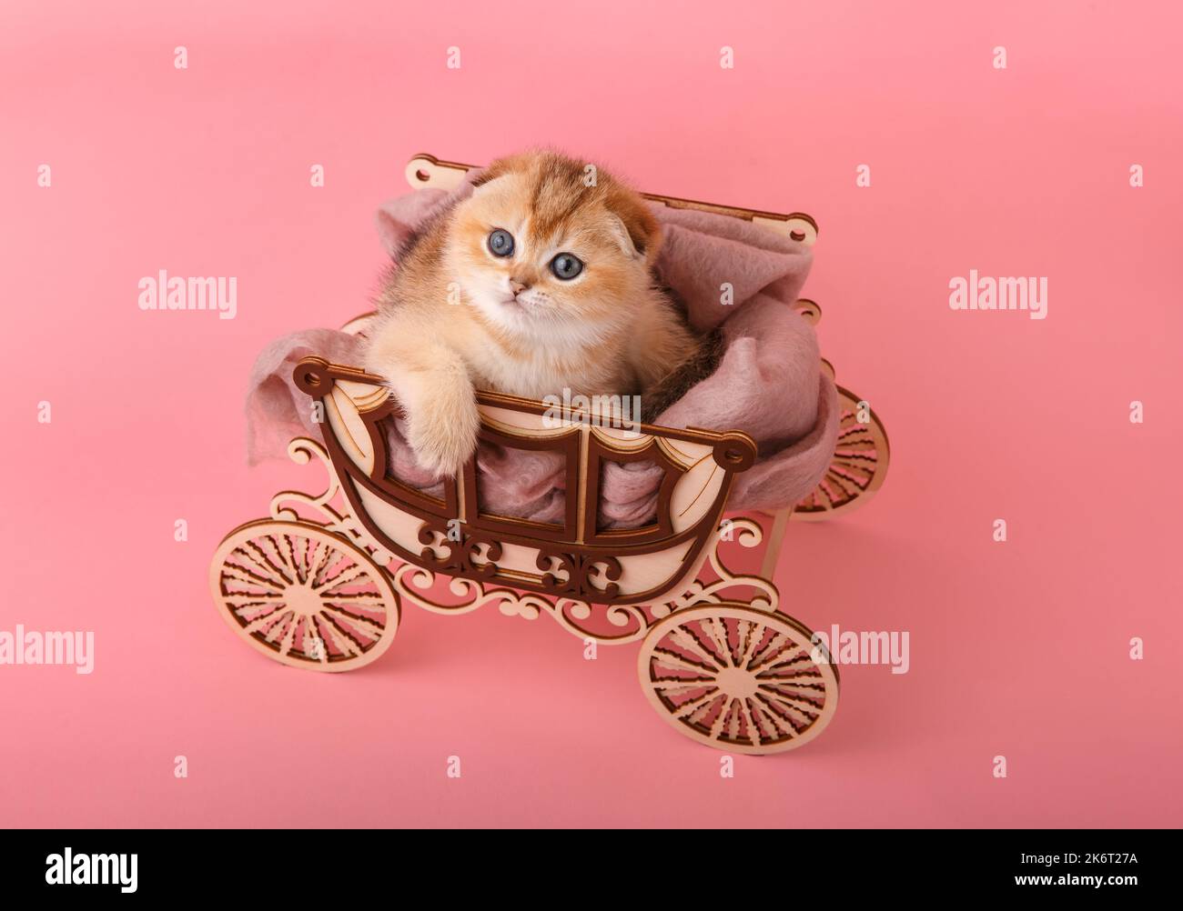 Cute Scottish straight golden shaded chinchilla (ny 11) kittens sitting