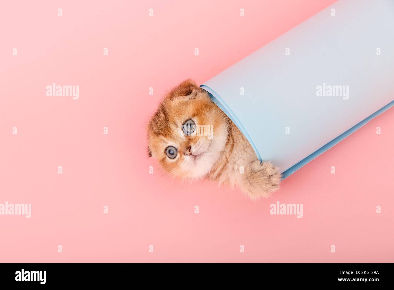 Cute Scottish straight golden shaded chinchilla (ny 11) kitten hiding