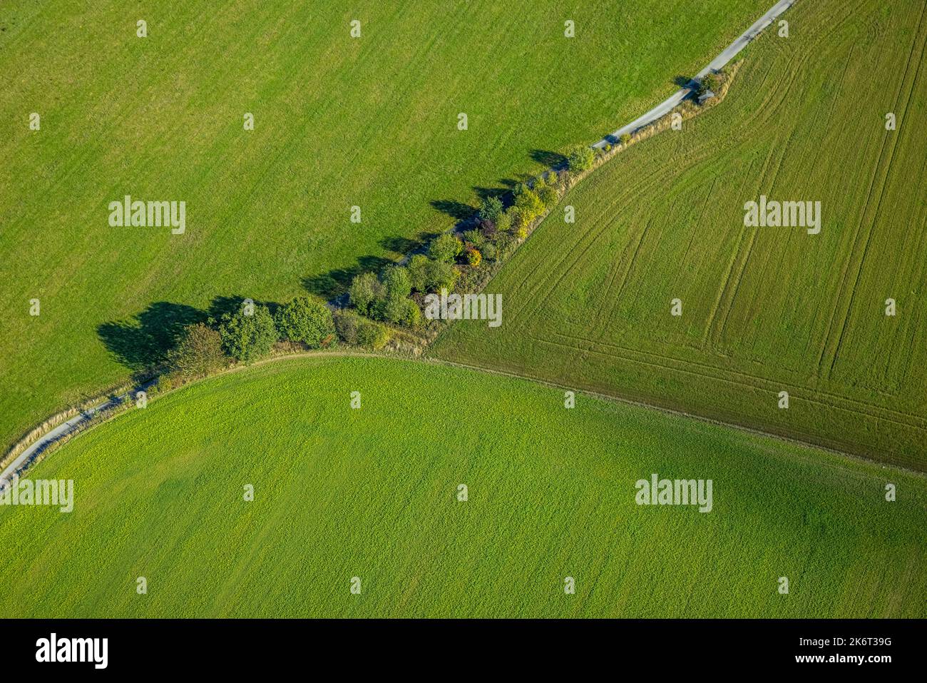 , aerial view, tree avenue, meadows and fields, Wormbach, Schmallenberg, Sauerland, North Rhine-Westphalia, Germany, Avenue of trees, Group of trees, Stock Photo
