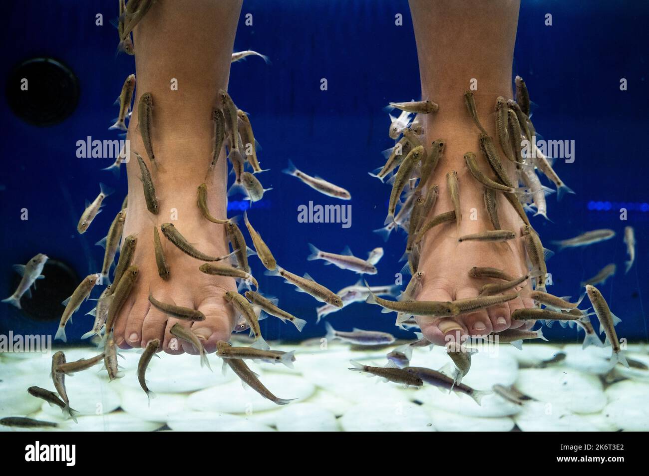 An Asian tourist enjoying a fish pedicure, also known as a fish spa