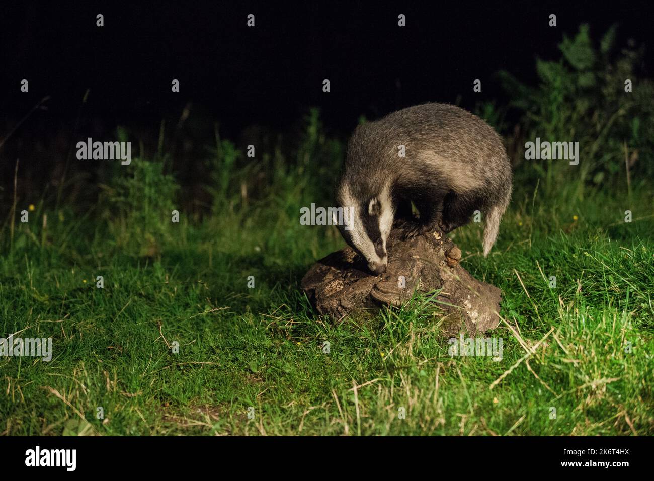 A Badger balances on a small rock looking for food in the Cairngorms National Park, Scotland. Stock Photo