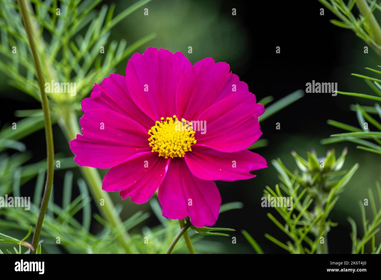 colorful flowers and plant in a garden Stock Photo - Alamy