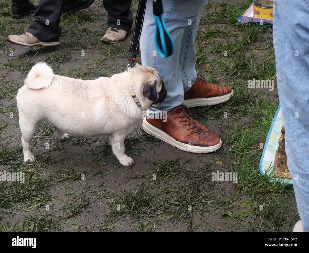 Pug dog on a leash beside its owners legs on a dirt road. Muddy road covered by tampered grass and mud Stock Photo