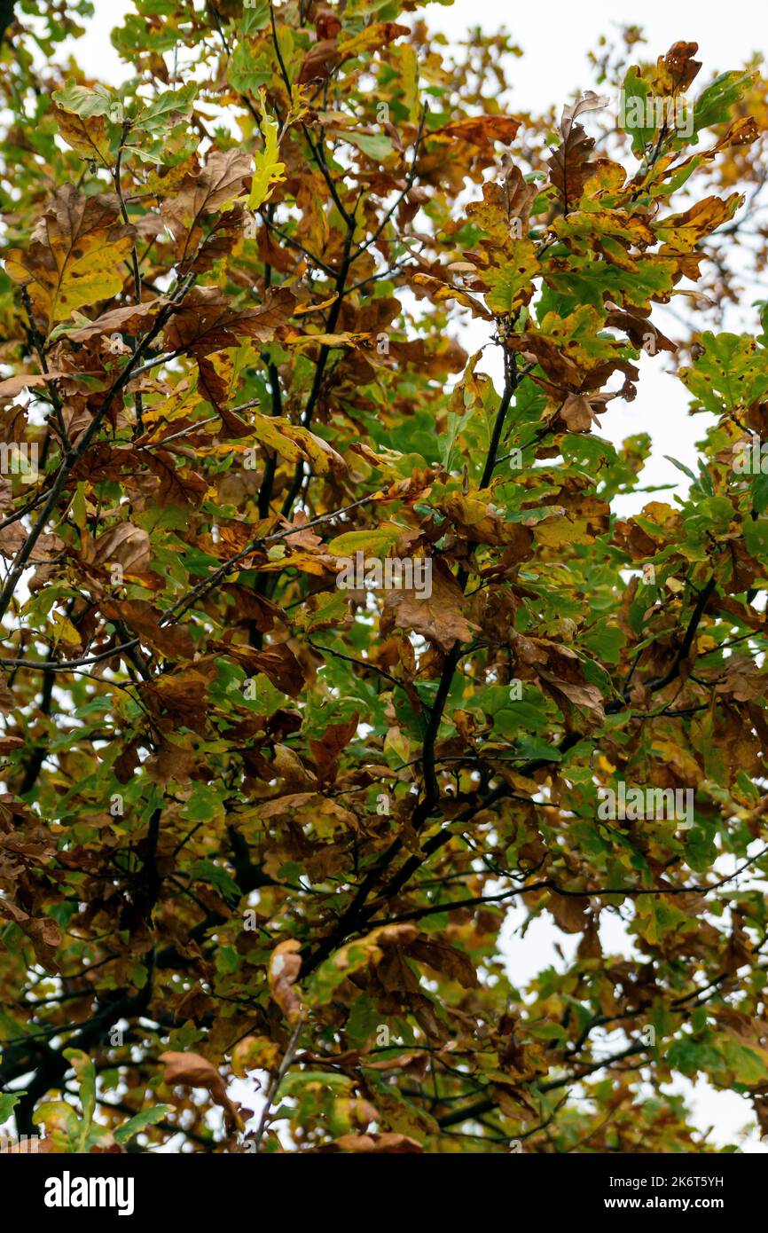 Autumn oak leaves closeup on the tree Stock Photo - Alamy