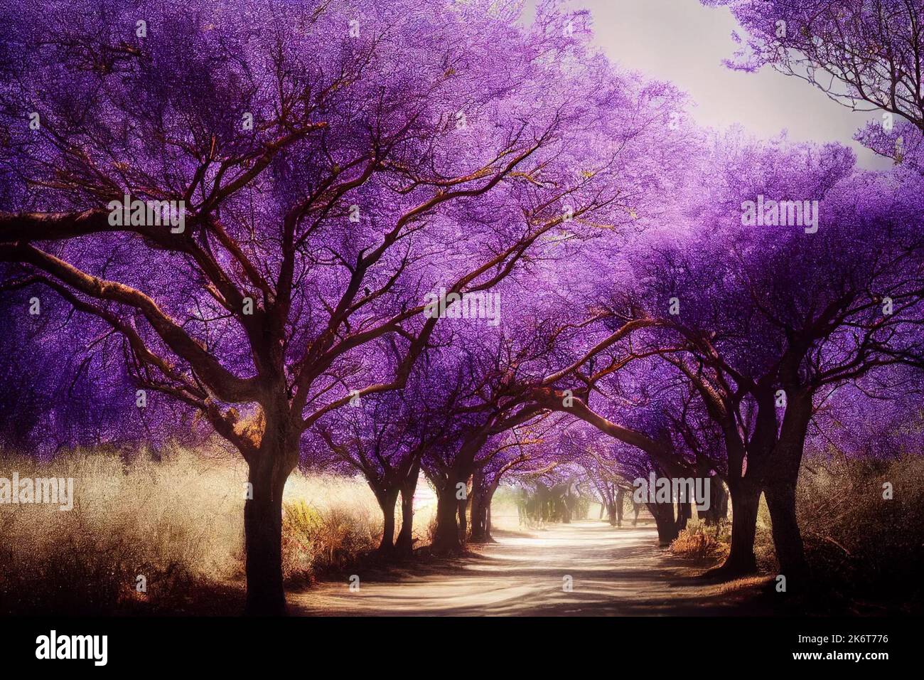 Jacaranda tree illustration hires stock photography and images Alamy
