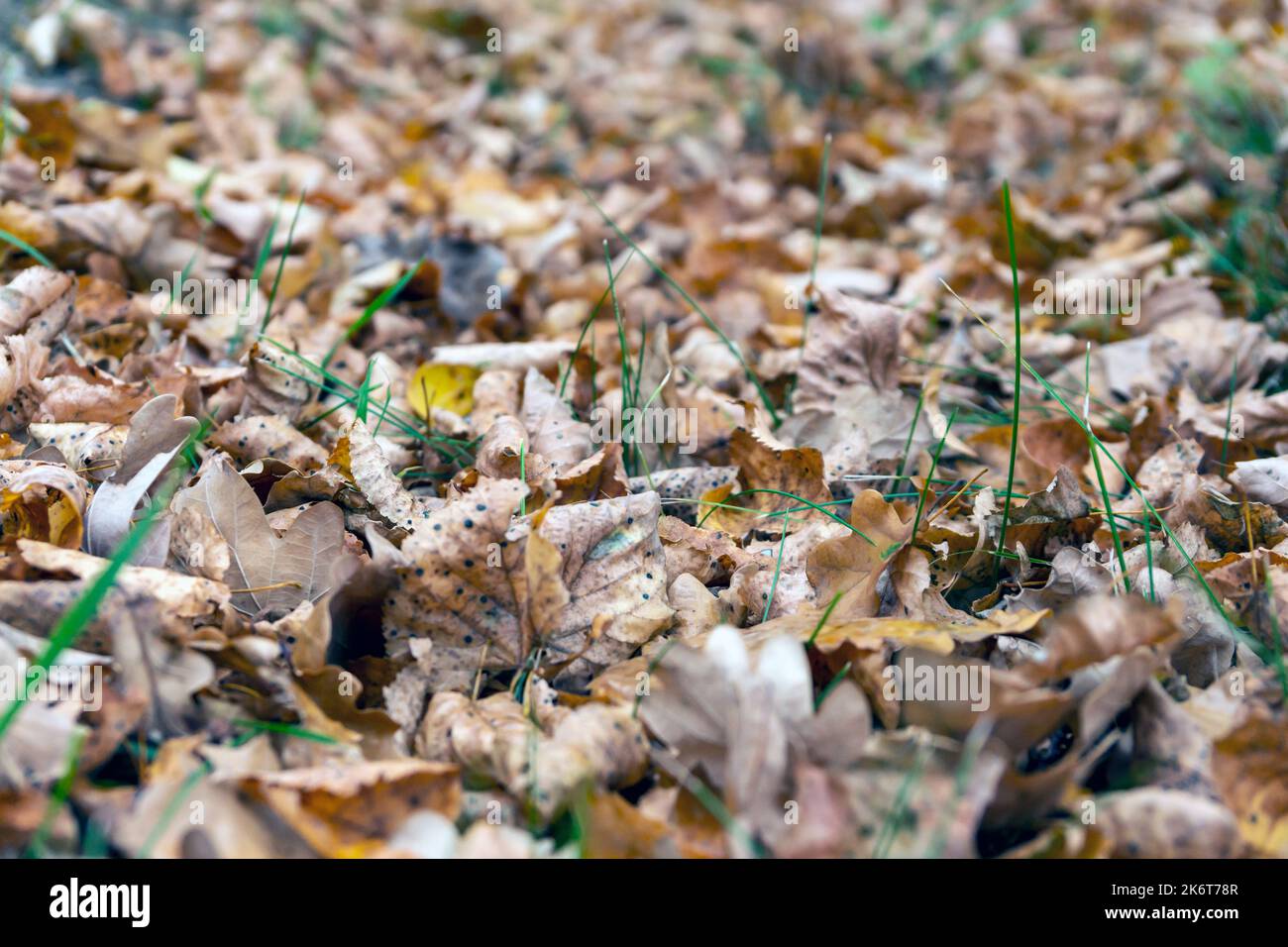 dry leaves of oak on the ground Stock Photo - Alamy