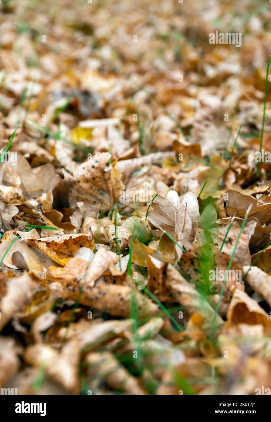 dry leaves of oak on the ground Stock Photo