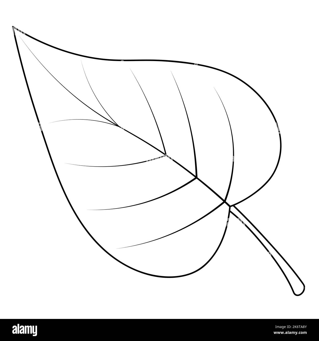 Poplar leaf. Part of the tree with veins. Vector illustration. Outline on an isolated white background. Doodle style. Sketch. Coloring book Stock Vector