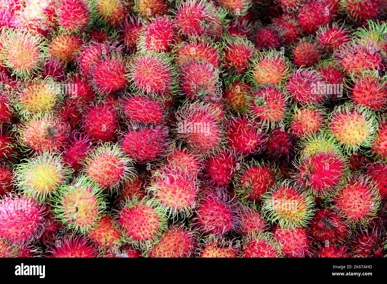 Photography of colourful magenta red fruits on the Australian market. A fresh and ripe bunch of Rambutans looking like hairy lychee. Stock Photo
