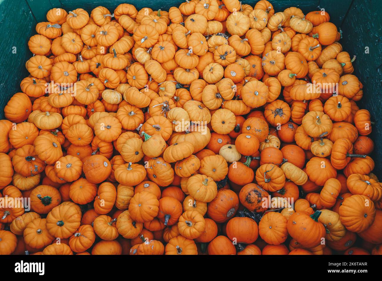 Background of orange pumpkins at a fall festival Stock Photo