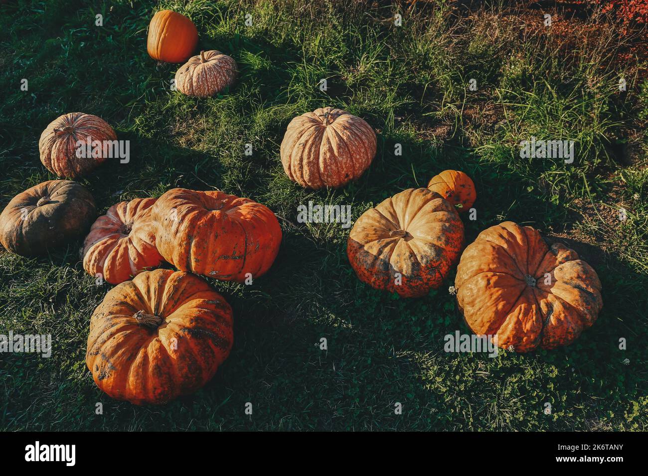 Orange pumpkins sitting on the ground at a local pumpkin patch Stock ...