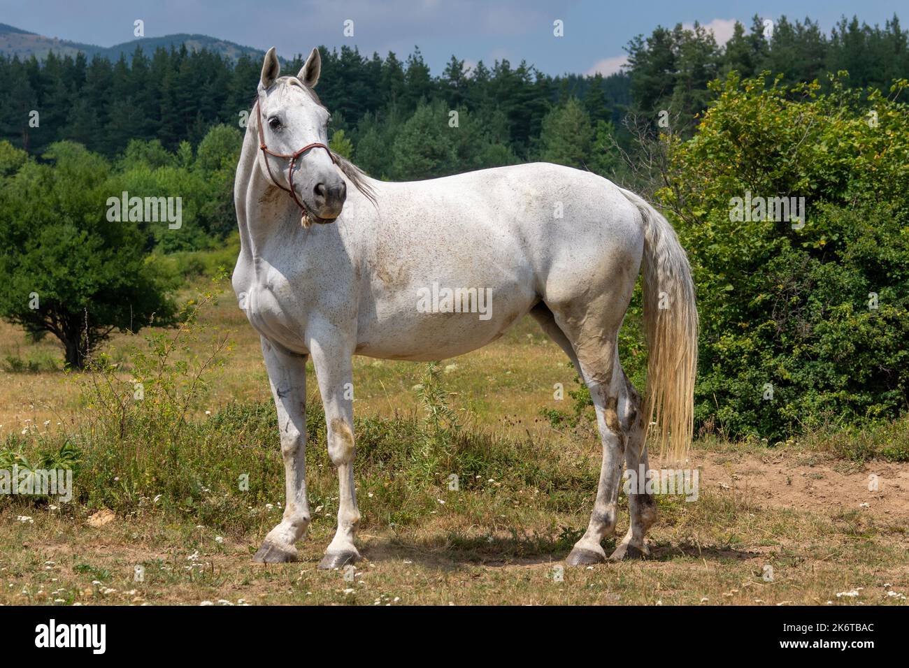 White horse on nature background Stock Photo