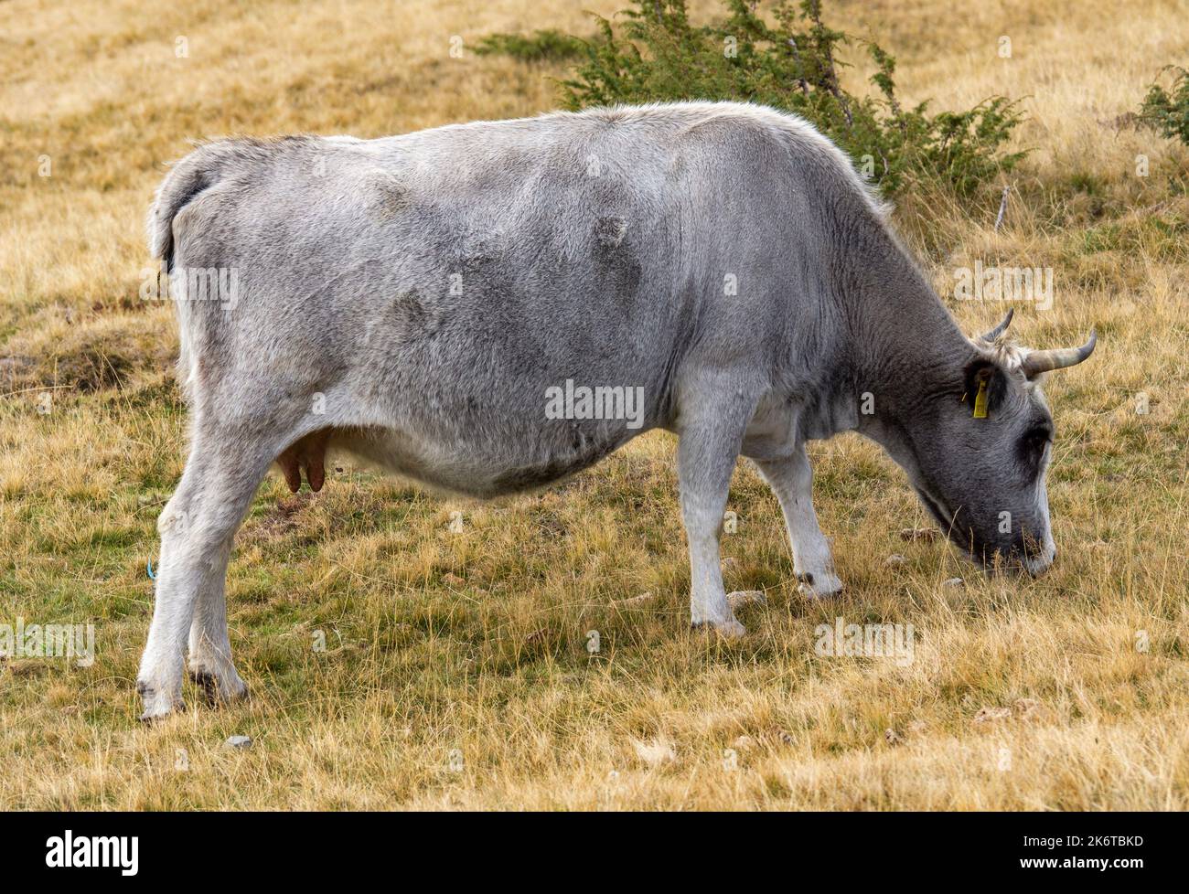 Cow sideview hi-res stock photography and images - Alamy